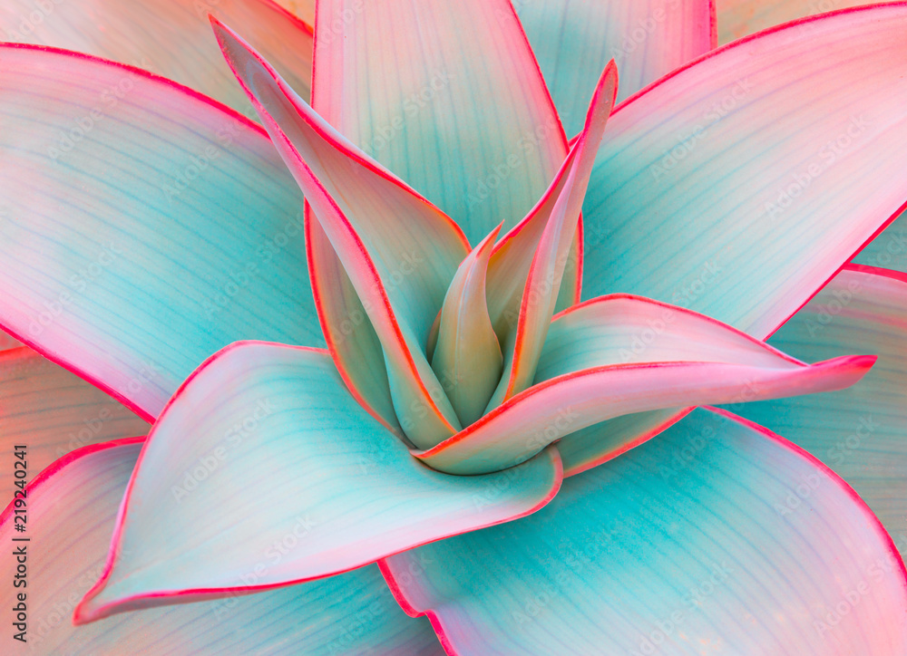 agave leaves in trendy pastel colors for design backgrounds - obrazy, fototapety, plakaty 