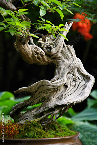 Bonsai with twisted trunk