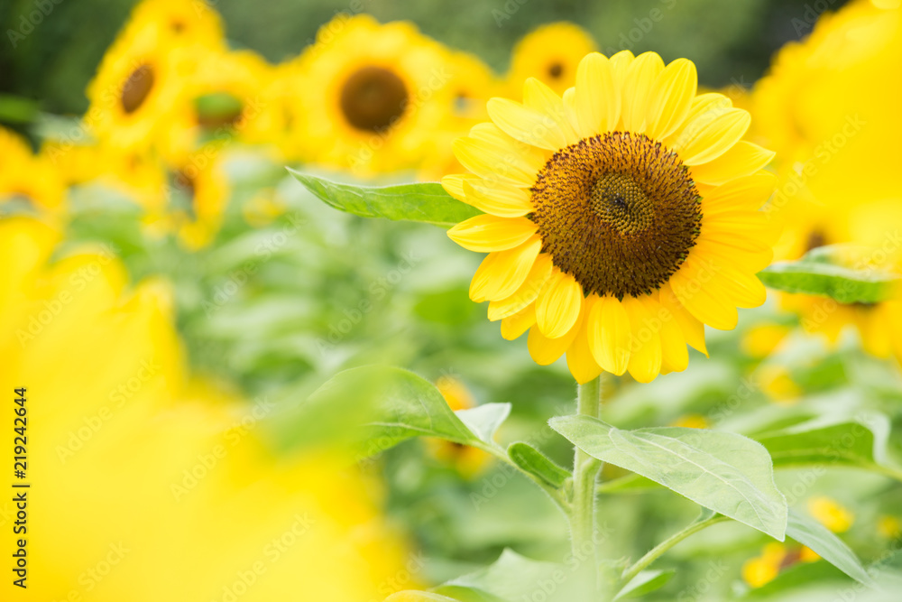Fototapeta premium ひまわり sunflower