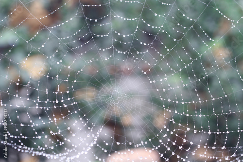 dews on spider web