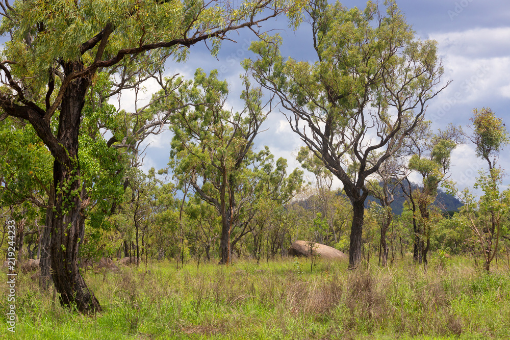 Forest with hill and boulder on the Atherton Tableland in Queensland, Australia Forest with hill and boulder on the Atherton Tableland in Queensland, Australia