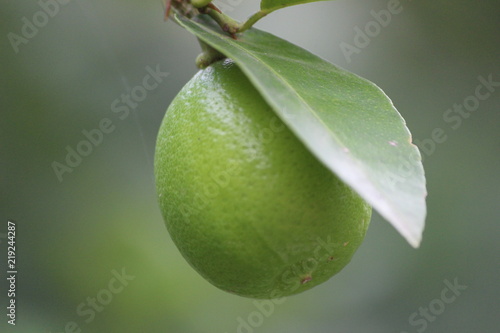 Green Lemon from courtyard 