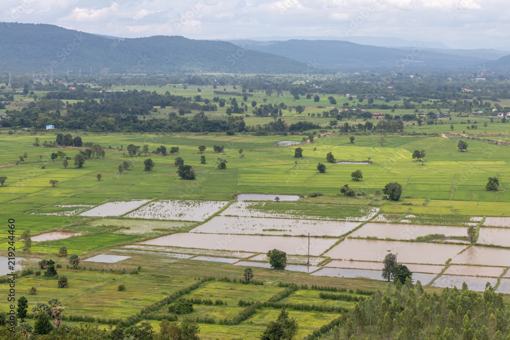 Rice field scenery near mountain range and habitat.