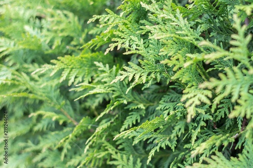 Coniferous background. Spruce needles. The branches were eaten. Landscape design. The texture of the needles. Christmas background. © Larysa