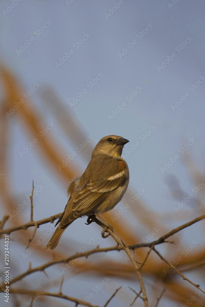Chestnut Shouldered Petronia, Petronia xanthocollis, Ranthambhore Tiger Reserve, Rajasthan Chestnut Shouldered Petronia, Petronia xanthocollis, Ranthambhore Tiger Reserve, Rajasthan