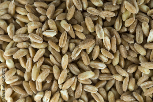 Farro Perlato