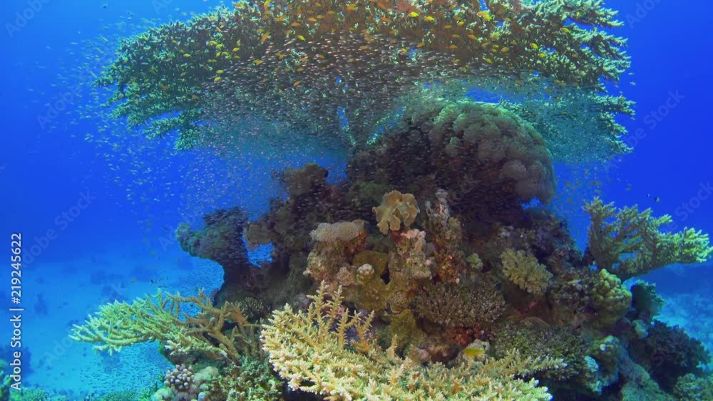 Tropical Fish on Vibrant Coral Reef