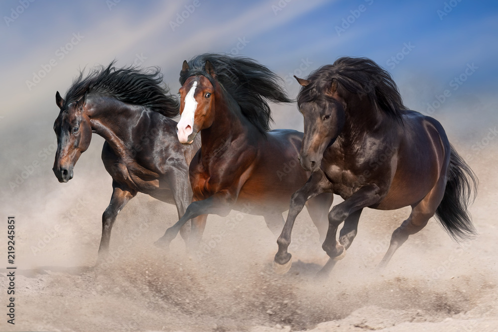 Fototapeta premium Bay horses with long mane run fast in desert dust