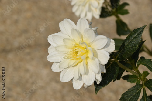 Obraz na plátně Dahlia Blanche et Jaune