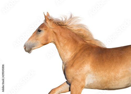Cremello horse isolated on white background