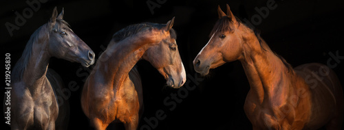 Beautiful horse portrait on black background