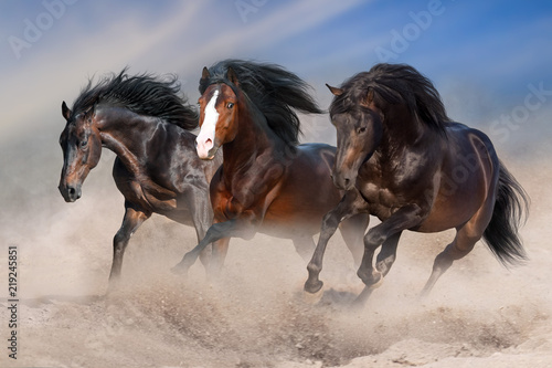 Fototapeta Naklejka Na Ścianę i Meble -  Bay horses with long mane run fast in desert dust