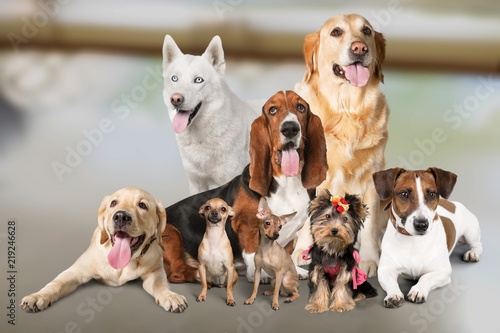 Canvas Print Group of dogs on white background