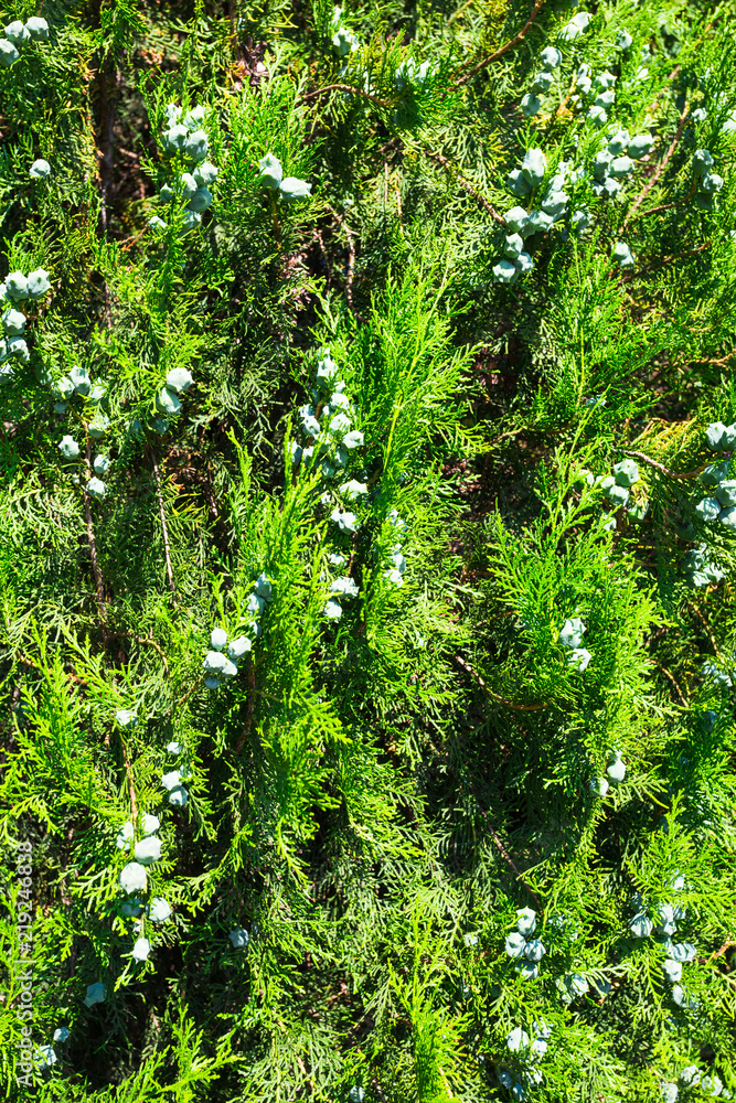Obraz premium thuja branch with tiny cones