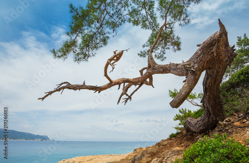 Pine on the shore of the Mediterranean Sea