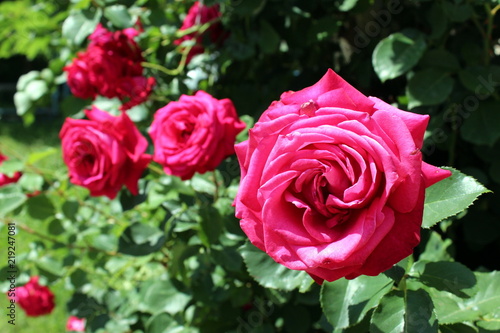 Flowering pink red roses