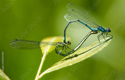 Male and Female Common Blue Damselfly mating on a leaf by the side of a pond