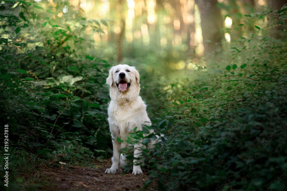 Beautiful dog breed Golden retriever in a green forest