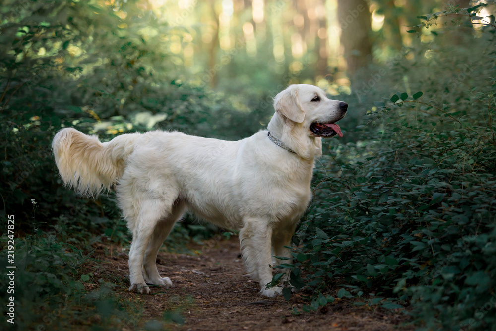 Beautiful dog breed Golden retriever in a green forest Beautiful dog breed Golden retriever in a green forest