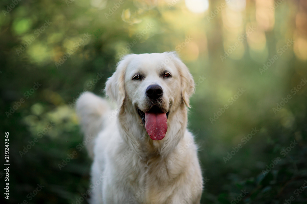 Beautiful dog breed Golden retriever in a green forest - obrazy, fototapety, plakaty 