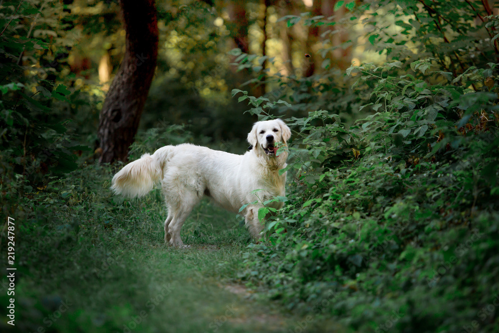 Beautiful dog breed Golden retriever in a green forest Beautiful dog breed Golden retriever in a green forest