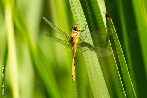 Common Darter Dragonfly on grass by the side of a pond 