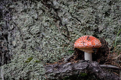 Amanita in the forest