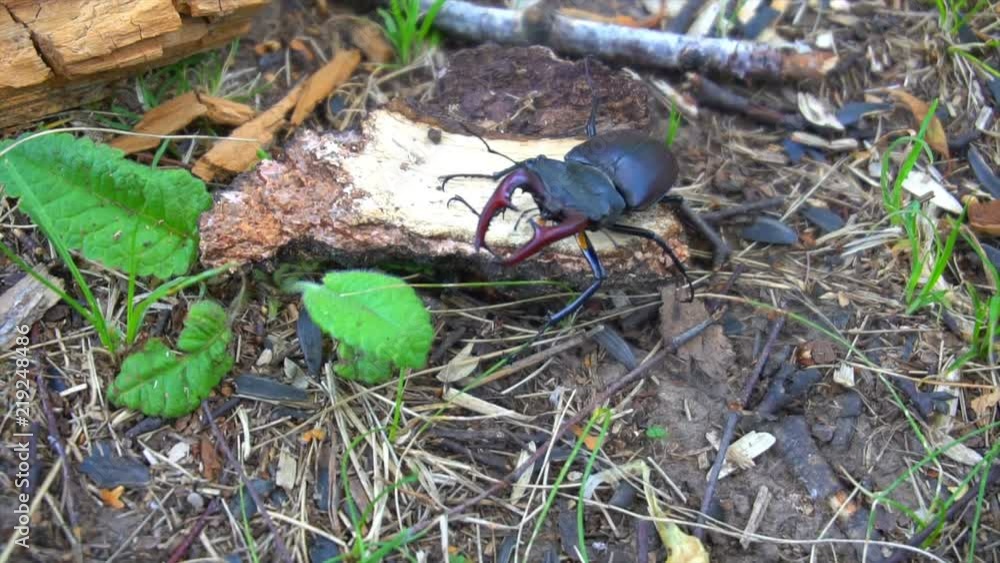 A beetle deer in the park on the earth. A beautiful beetle crawls along earth. A beetle deer in the park on the earth. A beautiful beetle crawls along earth.