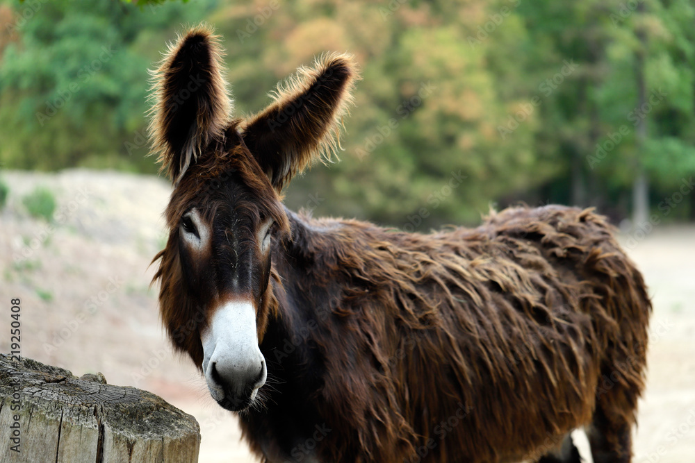 Portrait of domestic Catalan donkey on the farm Portrait of domestic Catalan donkey on the farm