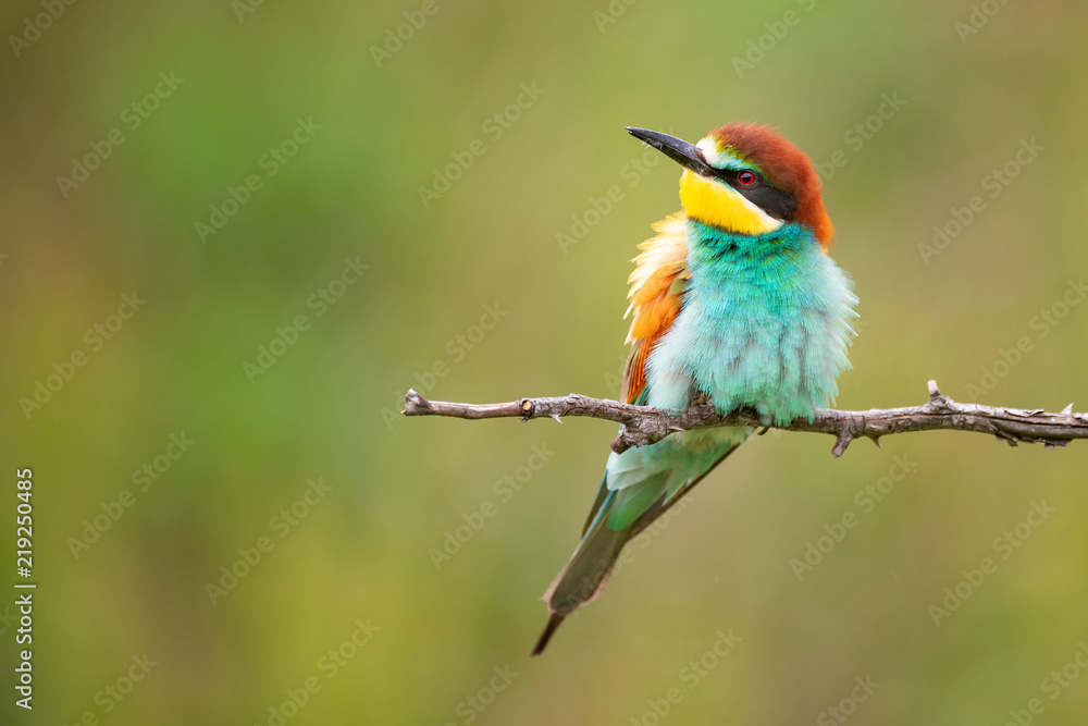 Colourful birds - European bee-eater (Merops apiaster) sitting on a stick.