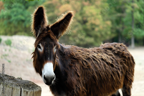 Portrait of domestic Catalan donkey on the farm