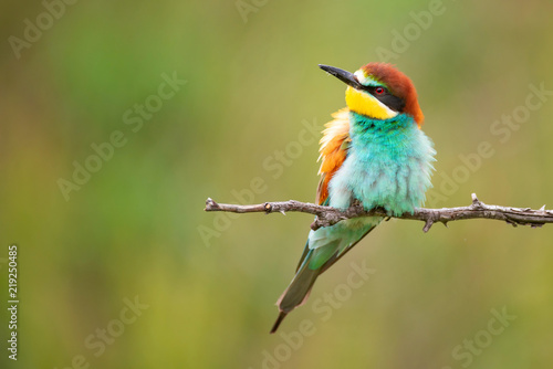 Colourful birds - European bee-eater (Merops apiaster) sitting on a stick. © Tatiana