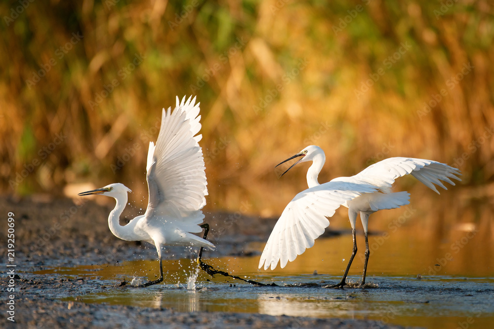 Two Little egret (Egretta garzetta) on a beautiful light Two Little egret (Egretta garzetta) on a beautiful light