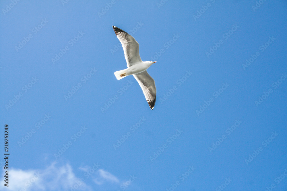 Obraz premium seagull in the blue sky