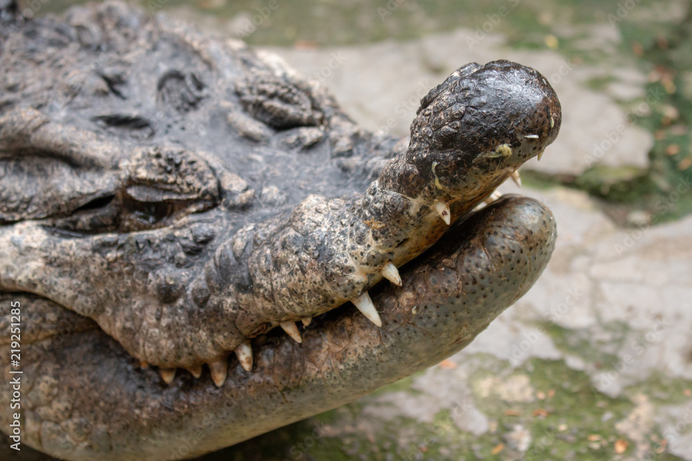 Fototapeta premium alligator