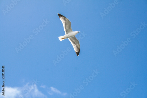 seagull in the blue sky