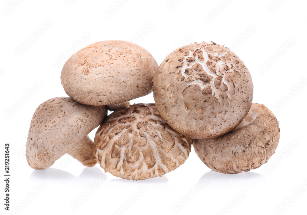 Shiitake Mushrooms isolated on white background Shiitake Mushrooms isolated on white background