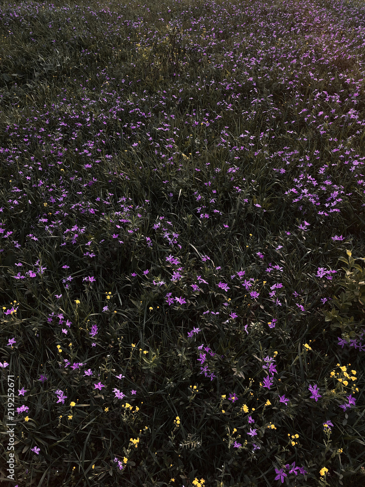 Obraz premium flowers background