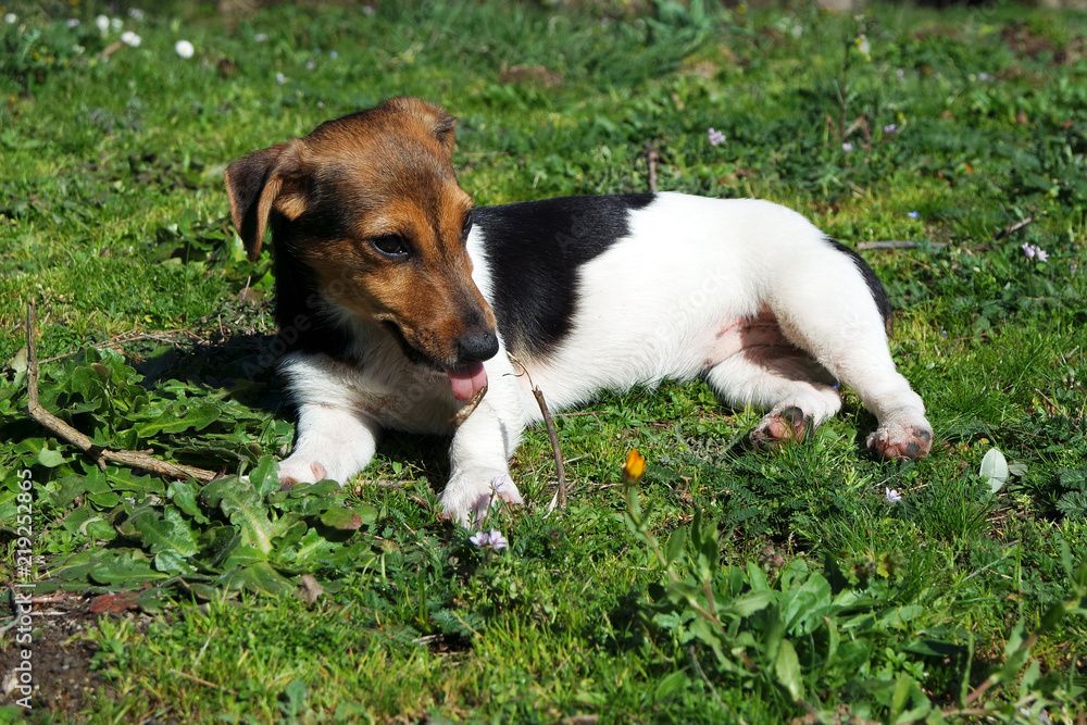 Puppy Jack Russell lying down in the sun