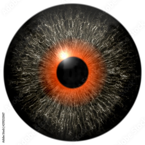 Gray eyeball 3d texture with orange round and black pulpil, isolated white background photo