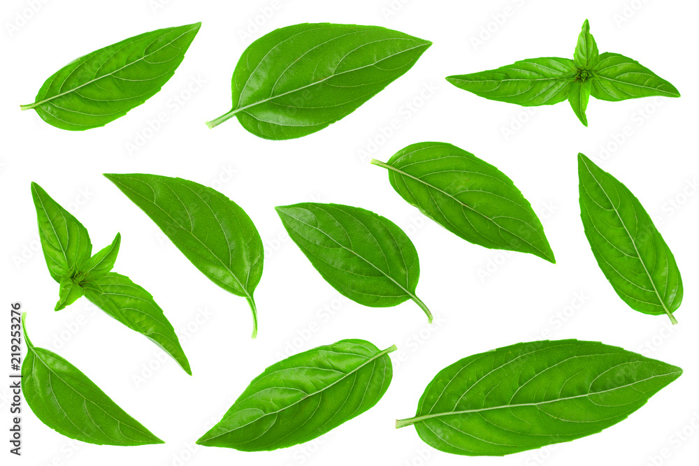 Basil leaf closeup collection on white Basil leaf closeup collection on white