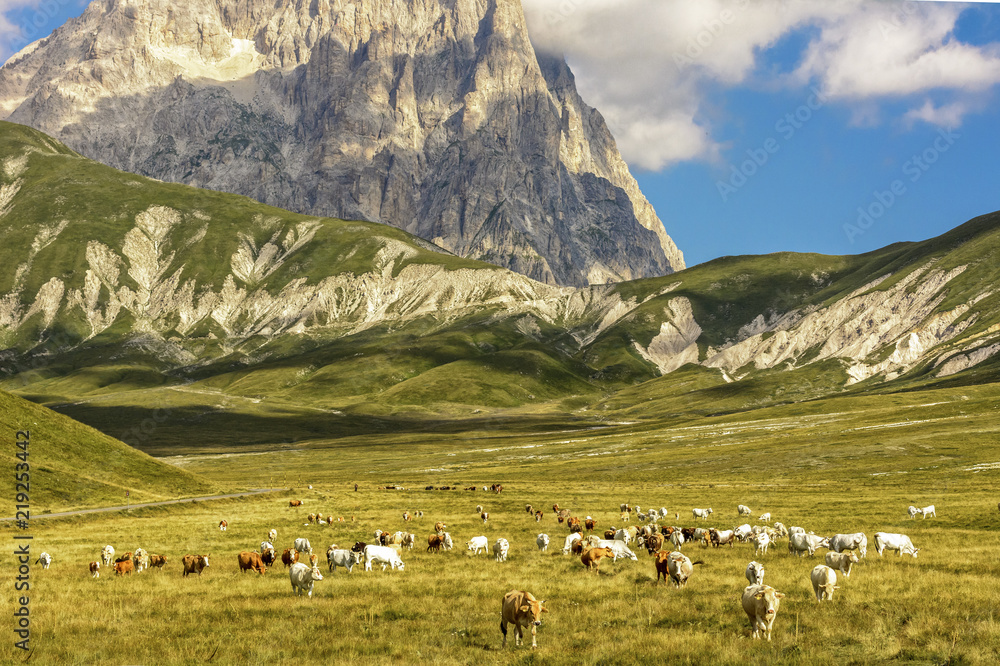 A Group of Cows While Pasture in the Valley of Campo Imperatore - Italy - Abruzzo - A Real Wild Moments