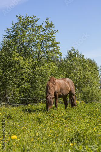 A brown horse eating grass on a green meadow in Finland. It is a very beautiful summer day and the sun shines. The field also has yellow flowers.