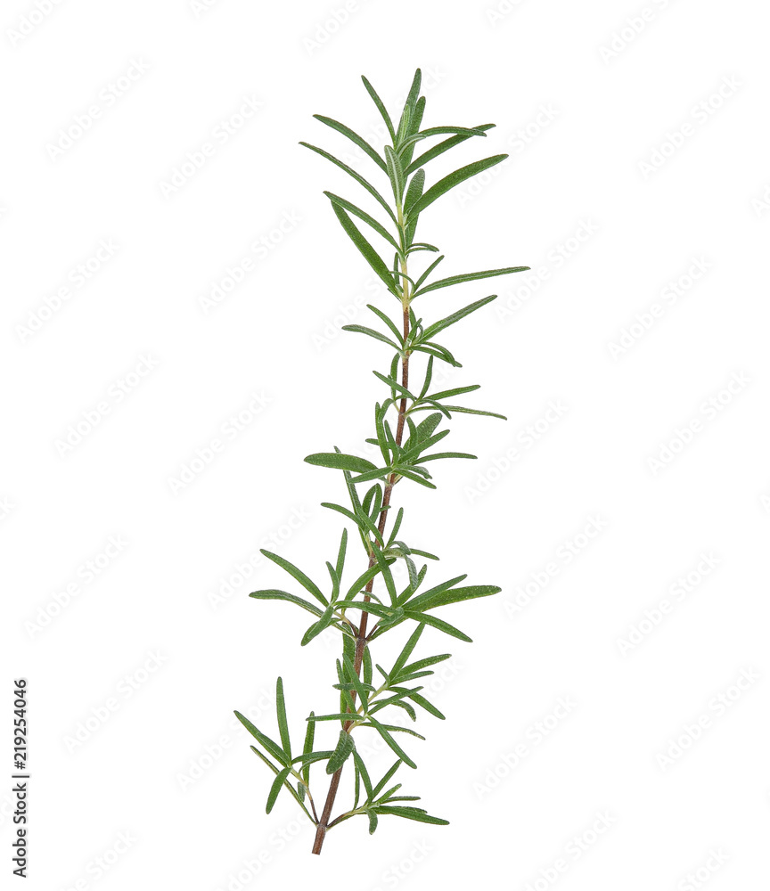 Fototapeta premium rosemary isolated on white background