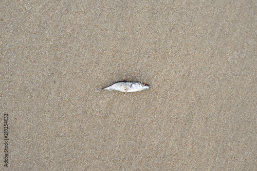 Dead stickleback fish on the seashore. Spinachia. photo