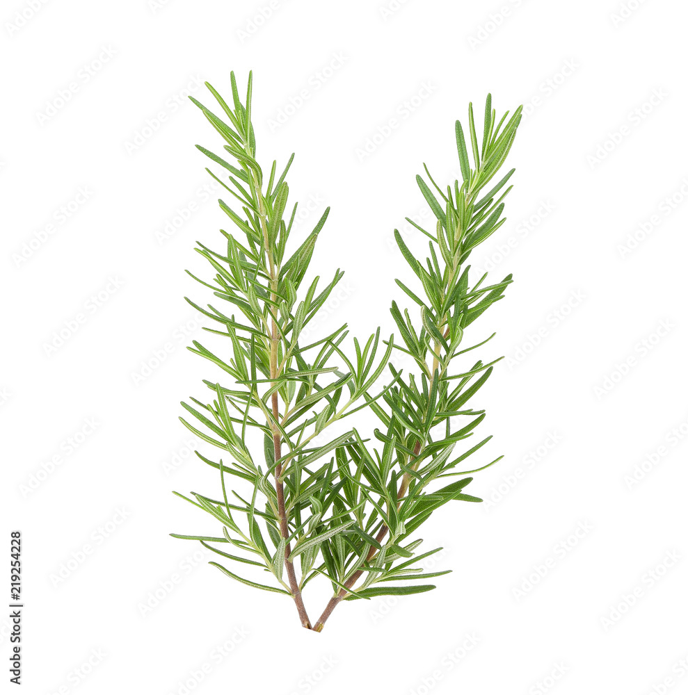 rosemary isolated on white background rosemary isolated on white background