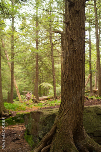 A Walking Path Through An Ancient Old Growth Forest In Pennsylvania