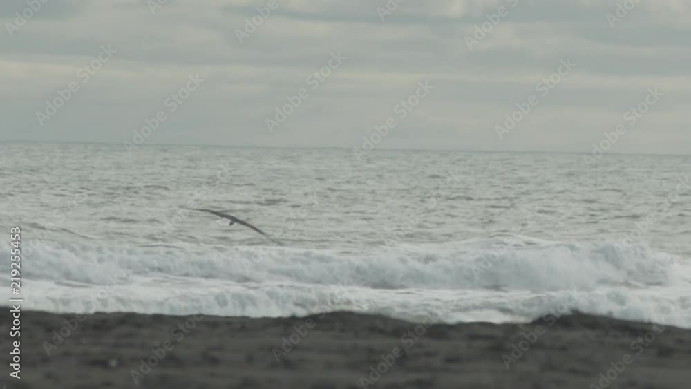 Seagull Close up in Slow motion Seagull Close up in Slow motion