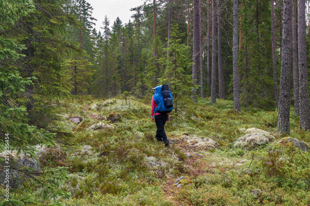 Hikers walking along track in forest Hikers walking along track in forest