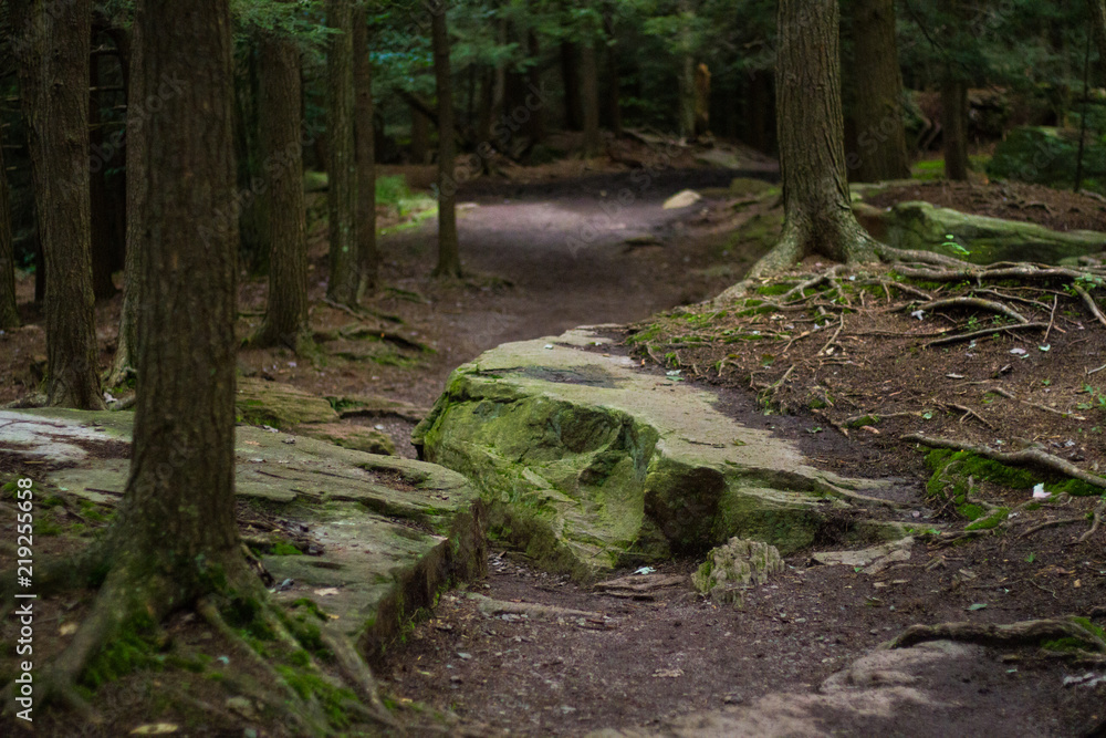A Walking Path Through An Ancient Old Growth Forest In Pennsylvania